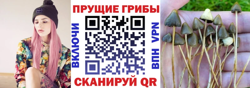 Галлюциногенные грибы Magic Shrooms  нарко площадка телеграм  Котлас  сколько стоит 